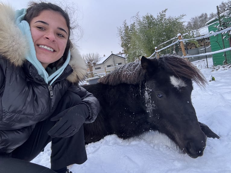 More ponies/small horses Gelding 3 years 11,2 hh Black in Beerse