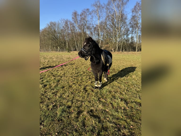 More ponies/small horses Gelding 3 years 11,2 hh Black in Beerse