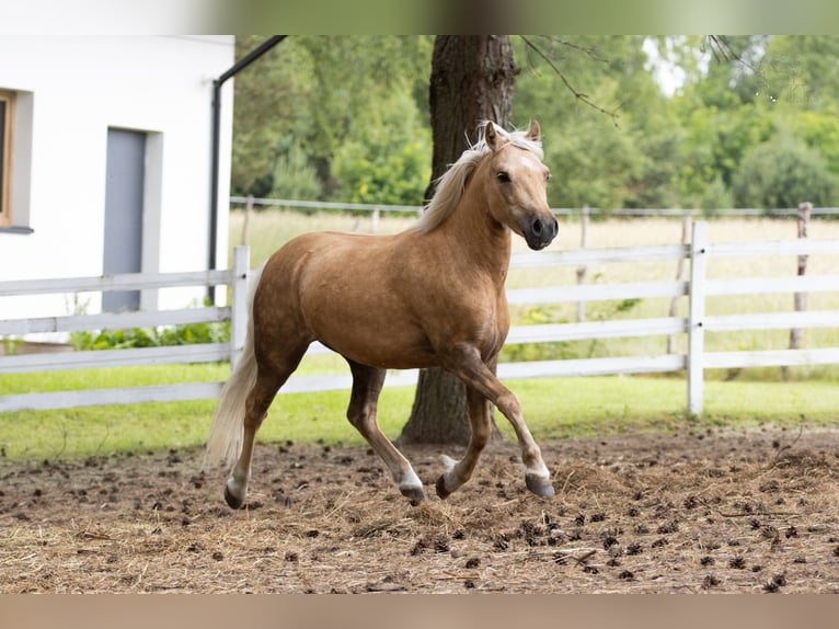 More ponies/small horses Mix Gelding 3 years 11,2 hh Palomino in Bieszkowice