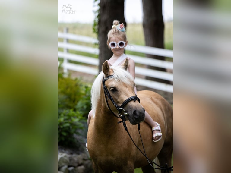 More ponies/small horses Mix Gelding 3 years 11,2 hh Palomino in Bieszkowice