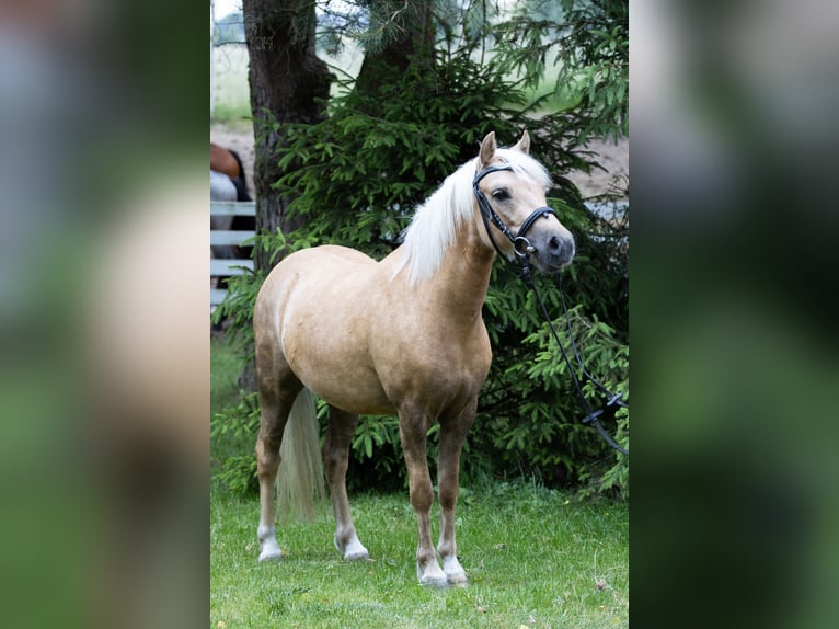 More ponies/small horses Mix Gelding 3 years 11,2 hh Palomino in Bieszkowice