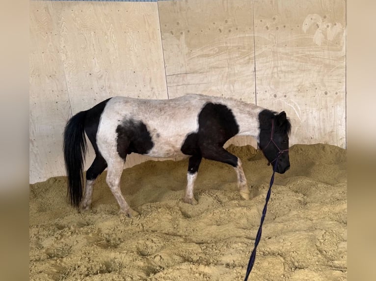 More ponies/small horses Gelding 3 years 12.2 hh Pinto in Daleiden