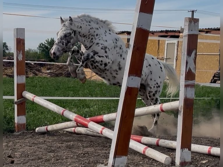 More ponies/small horses Gelding 3 years 12.3 hh Leopard-Piebald in neu gaarz