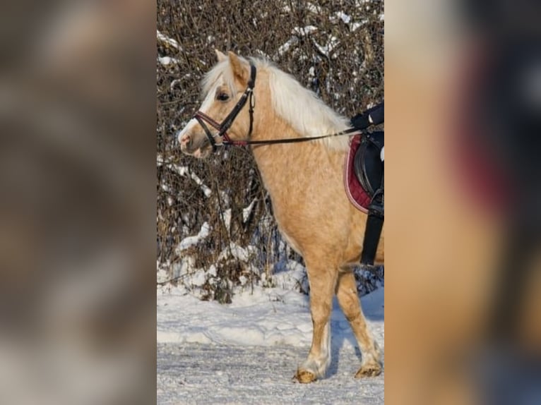More ponies/small horses Gelding 3 years 12,1 hh Palomino in Rechnitz