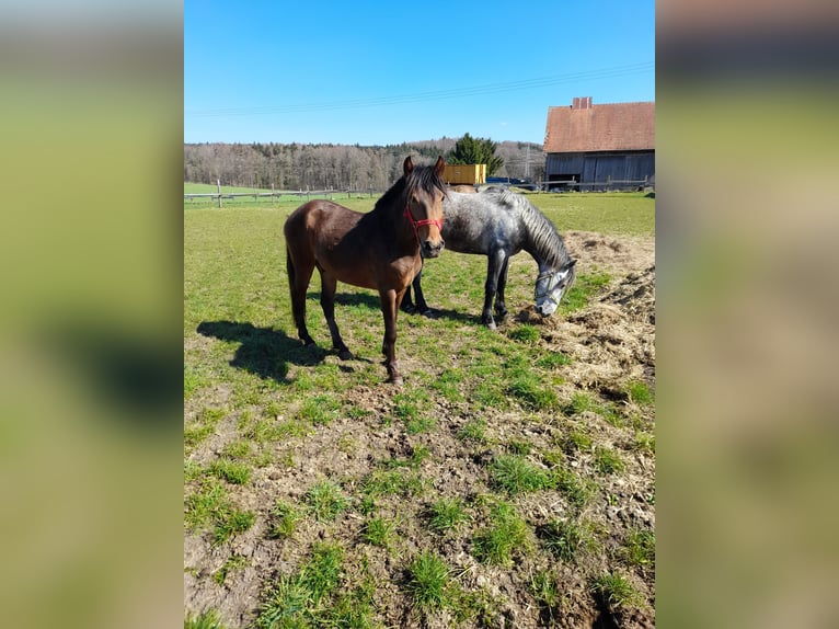 More ponies/small horses Gelding 3 years 13.1 hh Brown in Bad Saulgau