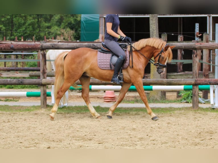 More ponies/small horses Gelding 3 years 13.1 hh Chestnut-Red in Münster