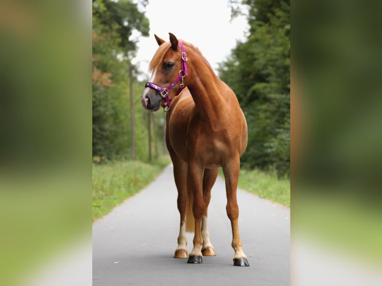 More ponies/small horses Gelding 3 years 13.1 hh Chestnut-Red in Münster