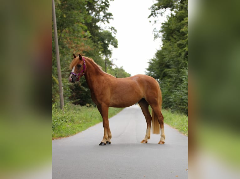 More ponies/small horses Gelding 3 years 13.1 hh Chestnut-Red in Münster