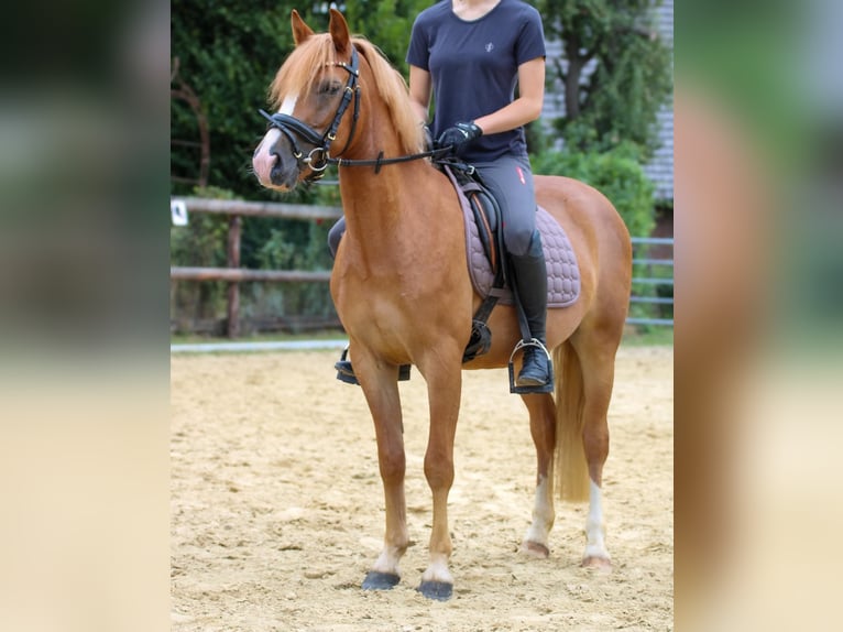 More ponies/small horses Gelding 3 years 13.1 hh Chestnut-Red in Münster