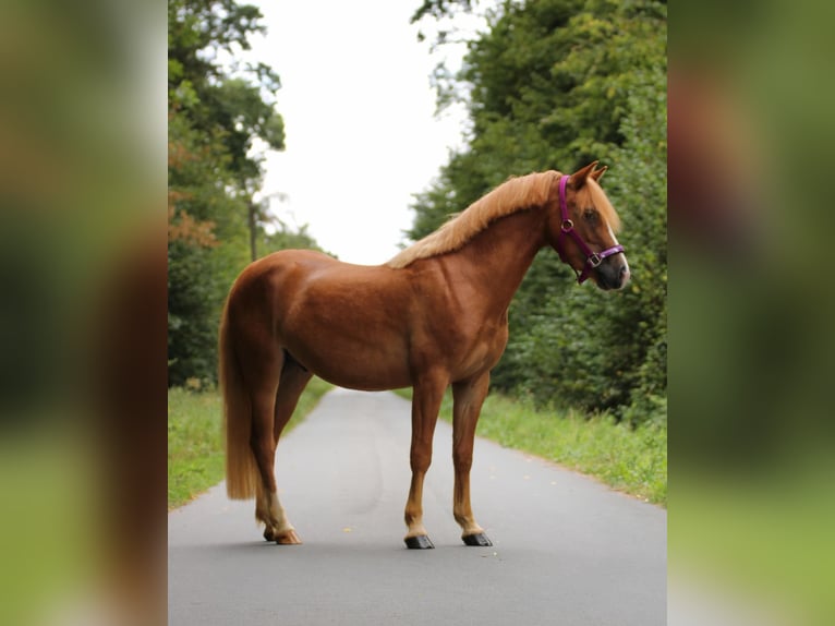 More ponies/small horses Gelding 3 years 13.1 hh Chestnut-Red in Münster