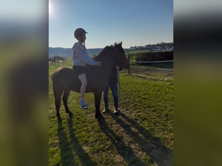 More ponies/small horses Gelding 3 years 13,1 hh Brown in Bad Saulgau