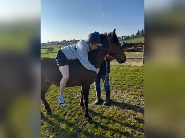 More ponies/small horses Gelding 3 years 13,1 hh Brown in Bad Saulgau