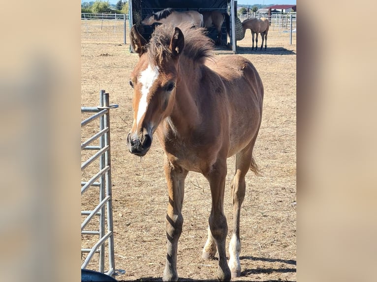 More ponies/small horses Mix Gelding 3 years 13,2 hh Brown in Altenbuch
