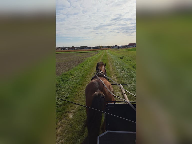 More ponies/small horses Mix Gelding 3 years 13,2 hh Brown in Unterwart