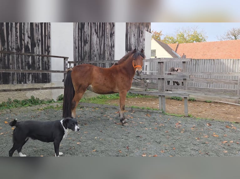 More ponies/small horses Mix Gelding 3 years 13,2 hh Brown in Unterwart