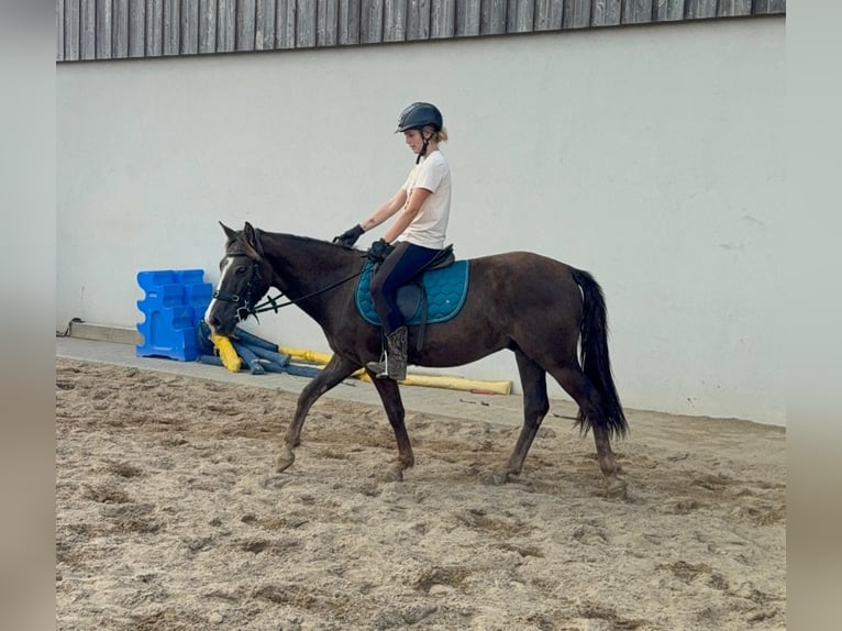 More ponies/small horses Mix Gelding 3 years 13,2 hh Chestnut in Daleiden