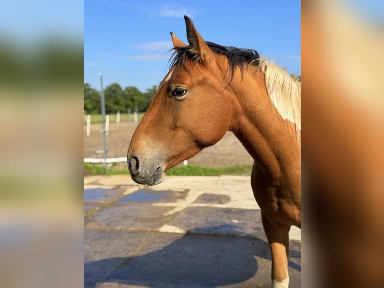 More ponies/small horses Mix Gelding 3 years 13,2 hh  in Cottbus