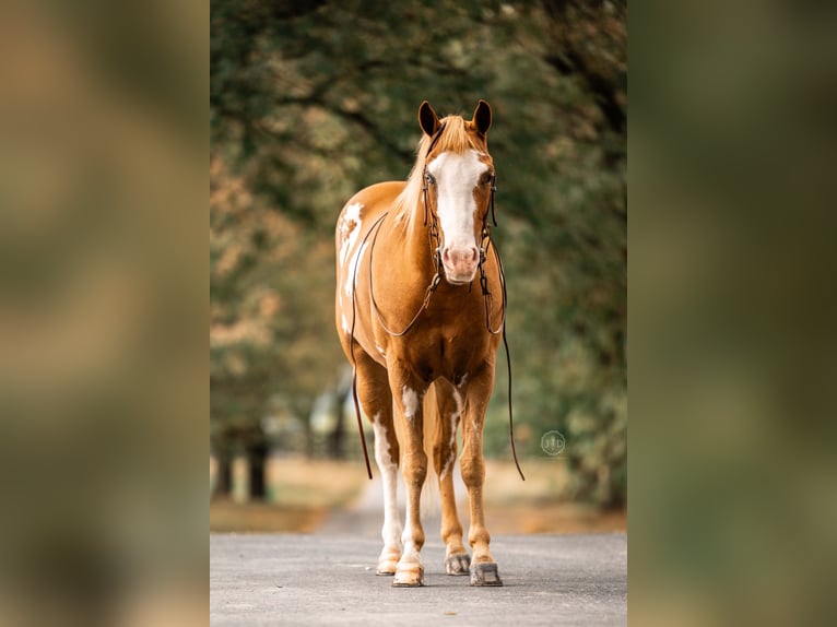 More ponies/small horses Gelding 3 years 13,2 hh Pinto in Lebanon