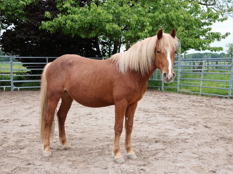More ponies/small horses Gelding 3 years 13,3 hh Chestnut-Red in Scheibenhardt