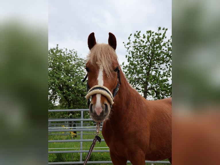 More ponies/small horses Gelding 3 years 13,3 hh Chestnut-Red in Scheibenhardt