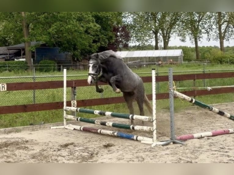 More ponies/small horses Gelding 3 years 14.1 hh Grey-Dark-Tan in Wetteren