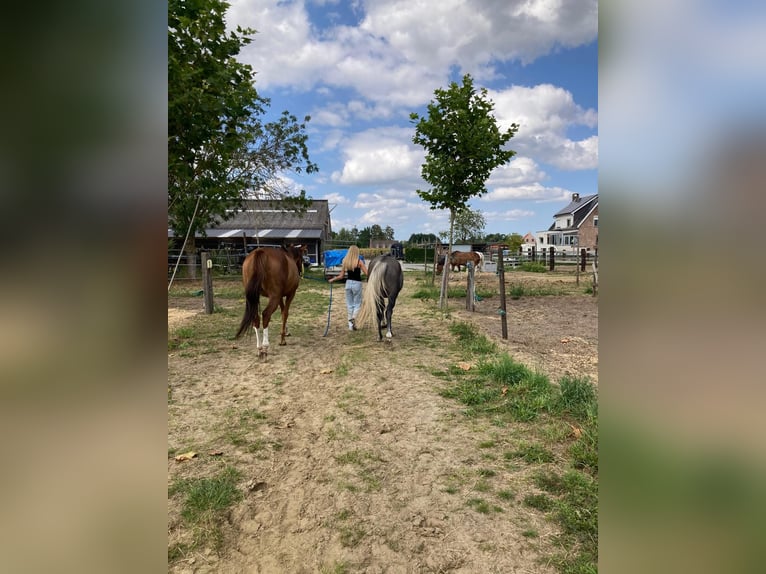 More ponies/small horses Gelding 3 years 14.1 hh Grey-Dark-Tan in Wetteren