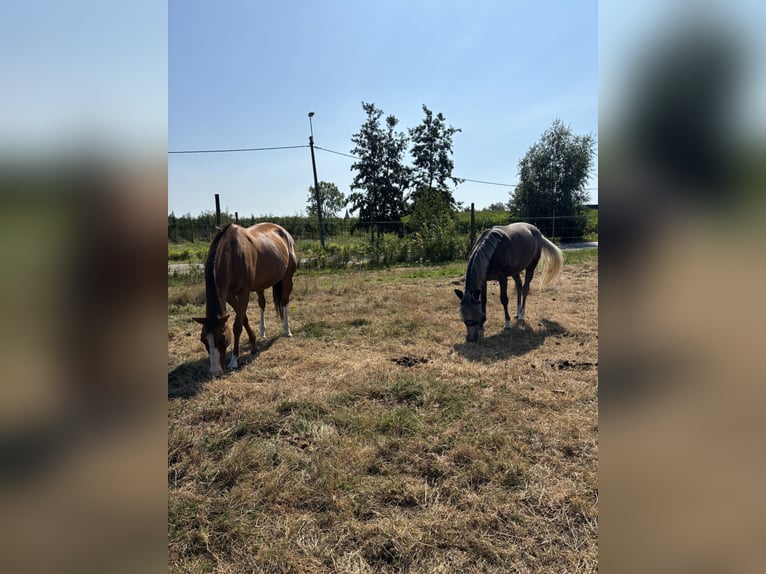 More ponies/small horses Gelding 3 years 14.1 hh Grey-Dark-Tan in Wetteren