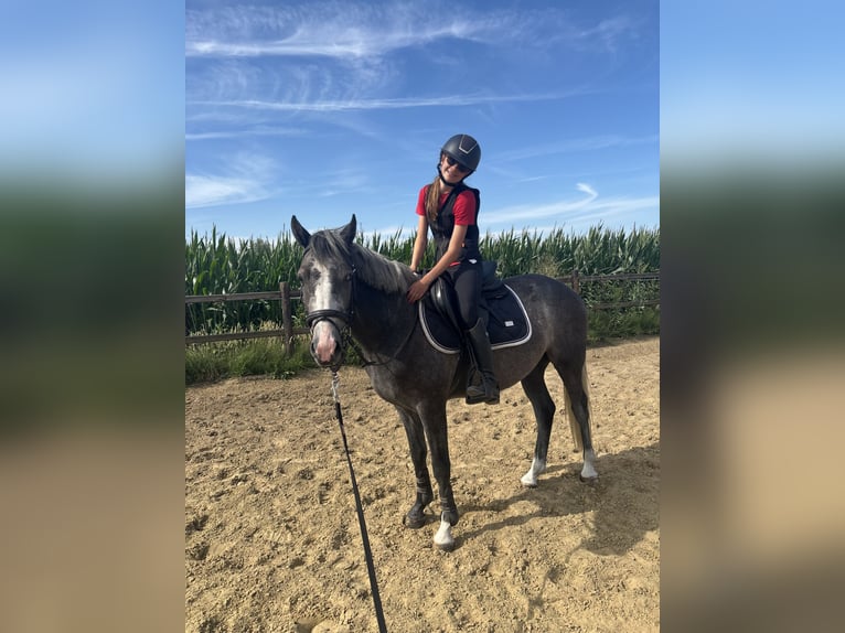 More ponies/small horses Gelding 3 years 14.1 hh Grey-Dark-Tan in Wetteren