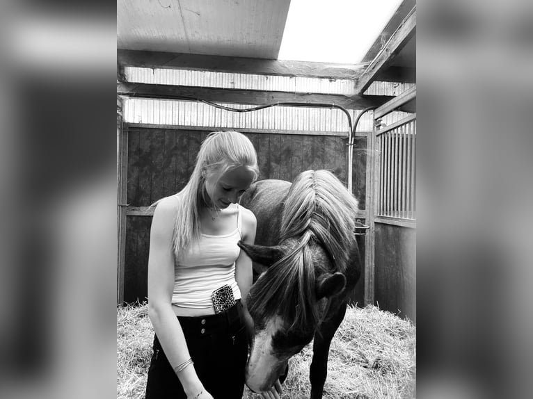 More ponies/small horses Gelding 3 years 14.1 hh Grey-Dark-Tan in Wetteren