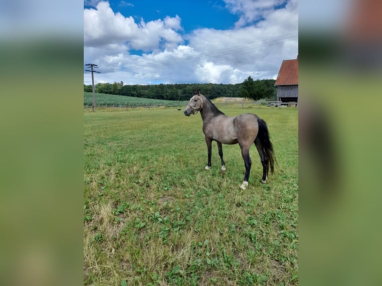 More ponies/small horses Mix Gelding 3 years 14 hh Brown Falb mold in Bad Saulgau