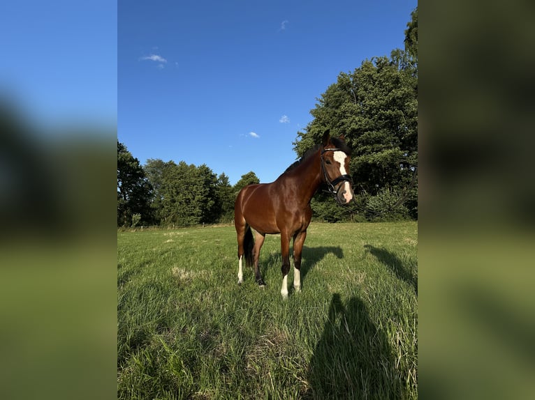 More ponies/small horses Gelding 3 years 14,1 hh Brown in Delbr&#xFC;ck