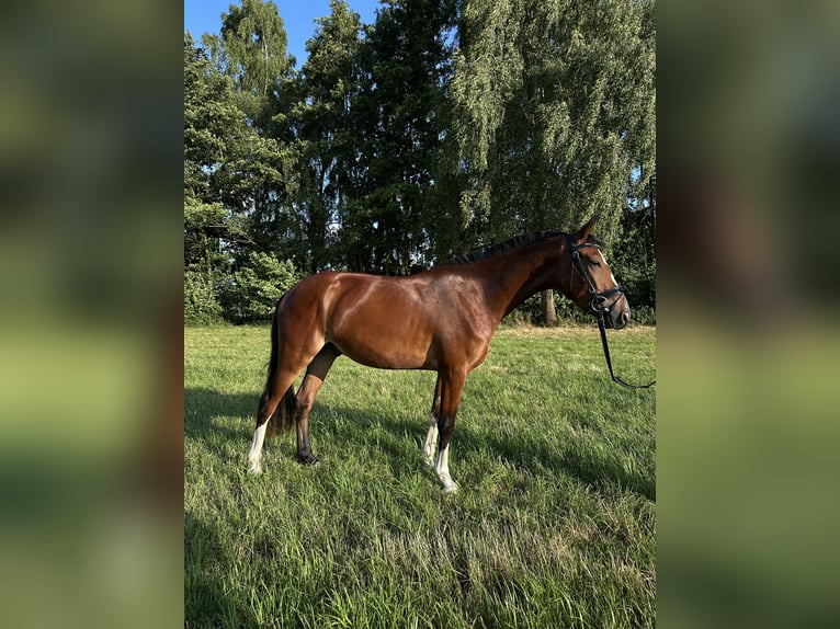 More ponies/small horses Gelding 3 years 14,1 hh Brown in Delbr&#xFC;ck
