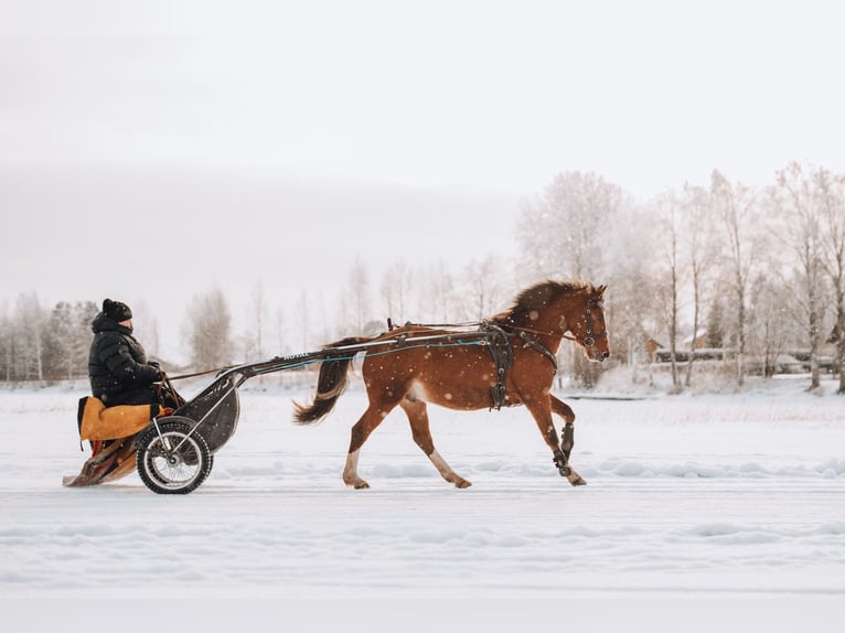 More ponies/small horses Gelding 3 years 14,1 hh Brown in Mäyry