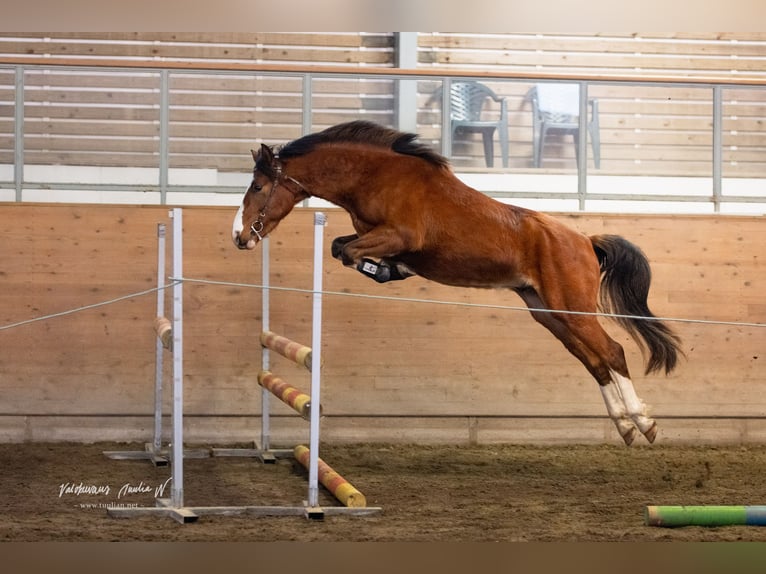 More ponies/small horses Gelding 3 years 14,1 hh Brown in Mäyry