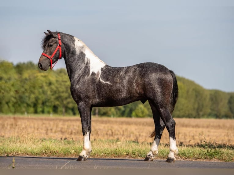 More ponies/small horses Gelding 3 years 14,1 hh Pinto in Rechnitz