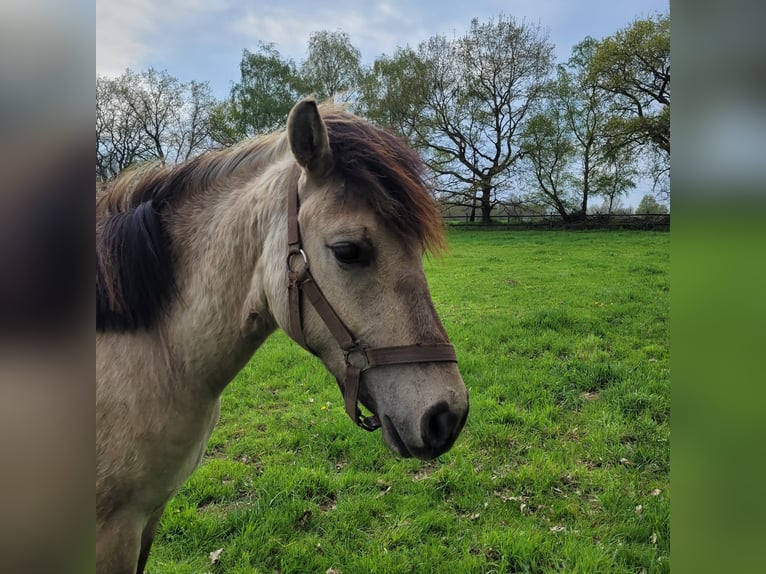More ponies/small horses Gelding 3 years 14,2 hh Dun in Klein Pampau