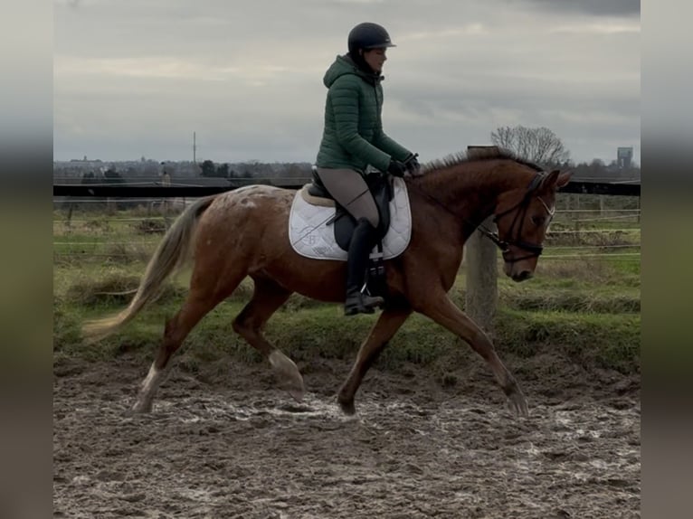 More ponies/small horses Gelding 3 years 14,2 hh Leopard-Piebald in Oberhausen
