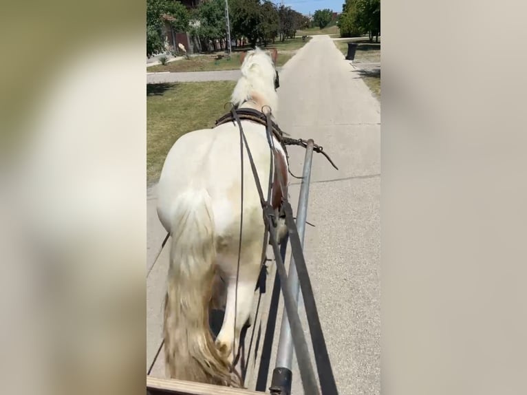 More ponies/small horses Gelding 3 years 14,2 hh Pinto in Rechnitz