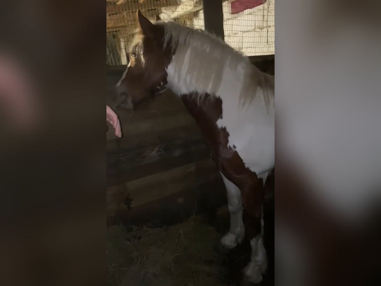More ponies/small horses Gelding 3 years 14,2 hh Pinto in Rechnitz