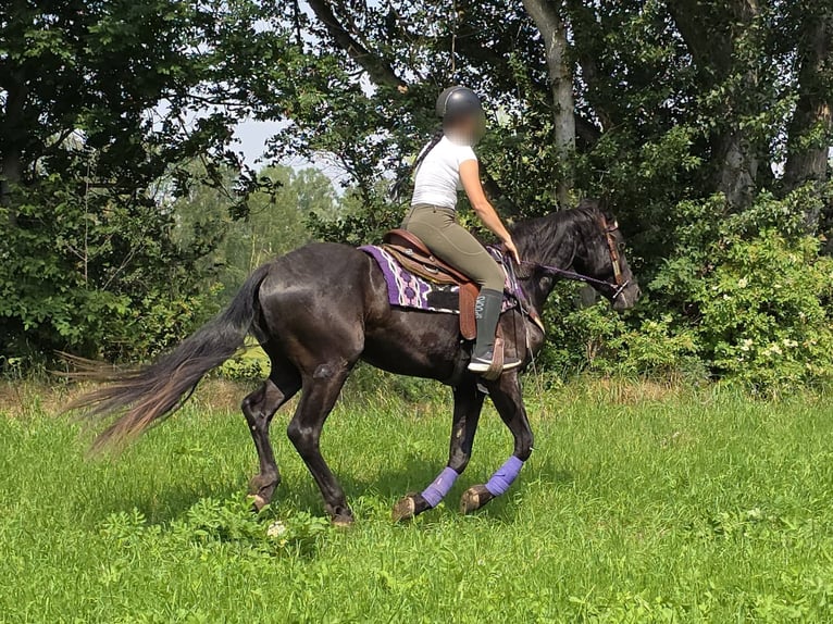 More ponies/small horses Gelding 3 years 15.1 hh Black in Linkenbach