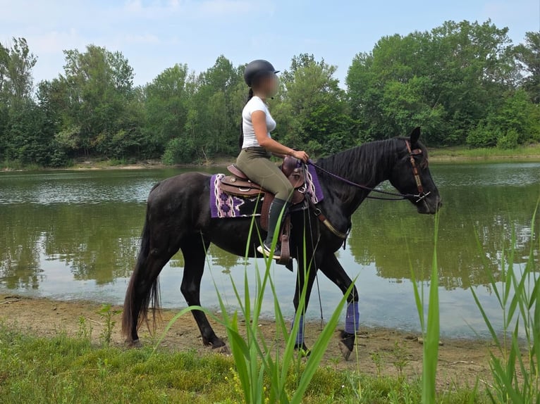More ponies/small horses Gelding 3 years 15.1 hh Black in Linkenbach