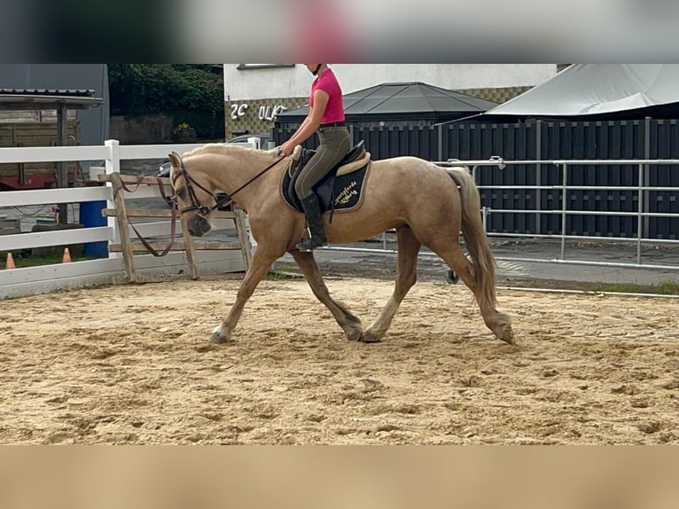 More ponies/small horses Gelding 3 years 15.1 hh Palomino in Morsbach