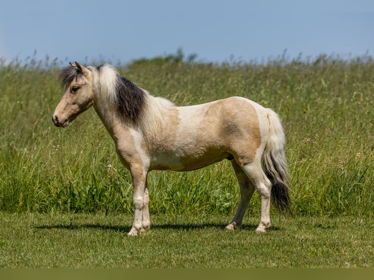 More ponies/small horses Gelding 3 years 8.2 hh Pinto in Ewing