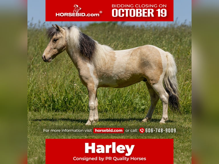 More ponies/small horses Gelding 3 years 8.2 hh Pinto in Ewing