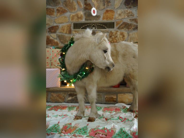 More ponies/small horses Gelding 3 years 9 hh Palomino in Bristolville