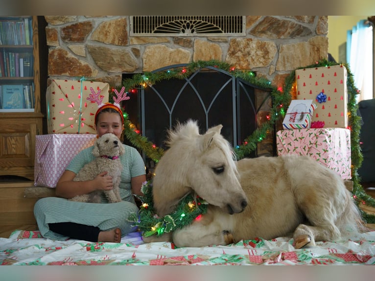 More ponies/small horses Gelding 3 years 9 hh Palomino in Bristolville