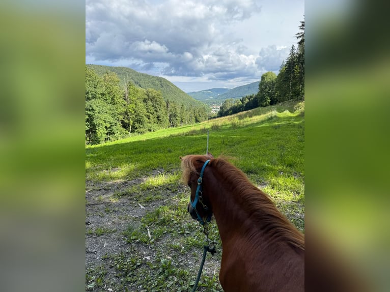 More ponies/small horses Gelding 3 years 9,2 hh Chestnut-Red in Gloggnitz