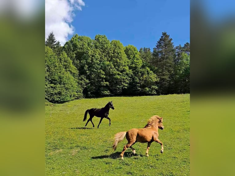 More ponies/small horses Gelding 3 years 9,2 hh Chestnut-Red in Gloggnitz