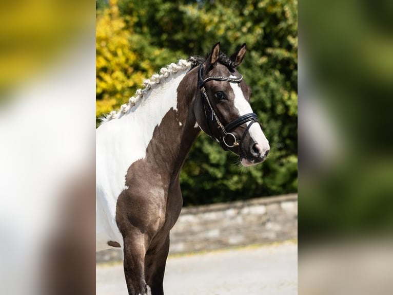 More ponies/small horses Gelding 3 years Pinto in Bocholt