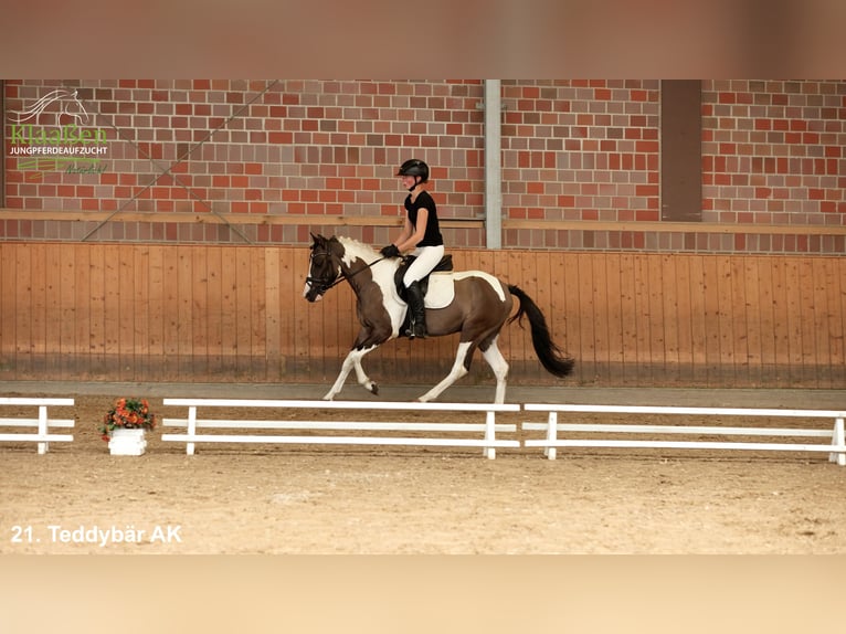 More ponies/small horses Gelding 3 years Pinto in Bocholt
